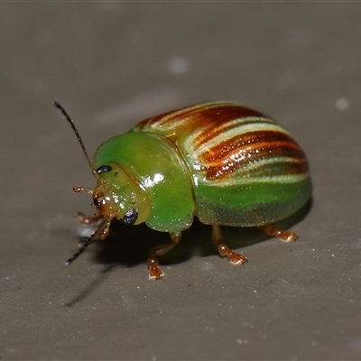 Peltoschema orphana (Leaf beetle) at Acton, ACT - 20 Oct 2024 by TimL