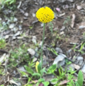 Ammobium craspedioides at Burrinjuck, NSW - 19 Oct 2024