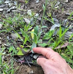 Ammobium craspedioides at Burrinjuck, NSW - 19 Oct 2024