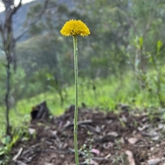 Ammobium craspedioides at Burrinjuck, NSW - 19 Oct 2024