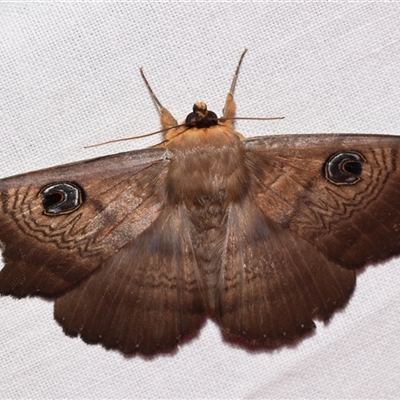 Dasypodia selenophora (Southern old lady moth) at Jerrabomberra, NSW - 20 Oct 2024 by DianneClarke