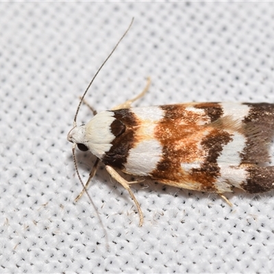 Catacometes phanozona (A Concealer moth (Wingia group)) at Jerrabomberra, NSW - 20 Oct 2024 by DianneClarke