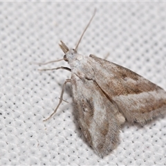 Nola paromoea (Divided Tuft-moth) at Jerrabomberra, NSW - 20 Oct 2024 by DianneClarke