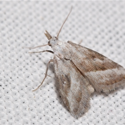 Nola paromoea (Divided Tuft-moth) at Jerrabomberra, NSW - 20 Oct 2024 by DianneClarke