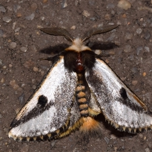 Epicoma melanospila at Jerrabomberra, NSW - 17 Oct 2024