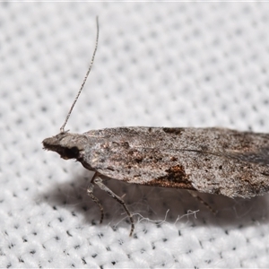 Anarsia molybdota at Jerrabomberra, NSW - 20 Oct 2024