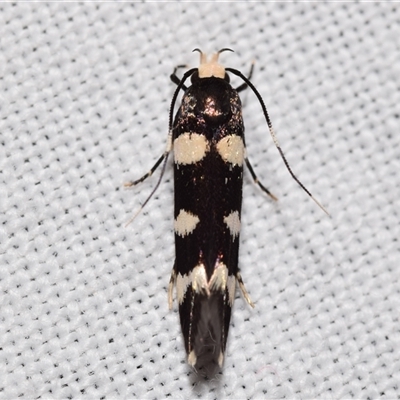 Limnaecia cirrhozona (A Gelechioid moth) at Jerrabomberra, NSW - 20 Oct 2024 by DianneClarke