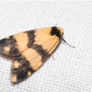 Thallarcha chrysochares at Jerrabomberra, NSW - 20 Oct 2024