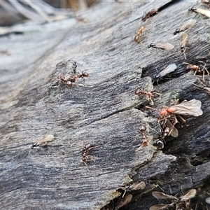 Papyrius sp. (genus) at Hawker, ACT - suppressed