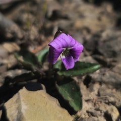 Viola betonicifolia subsp. betonicifolia (Arrow-Leaved Violet) at Captains Flat, NSW - 20 Oct 2024 by Csteele4