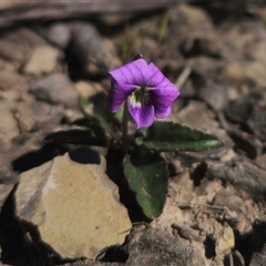 Viola betonicifolia subsp. betonicifolia at Captains Flat, NSW - 21 Oct 2024