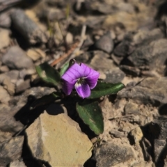 Viola betonicifolia subsp. betonicifolia at Captains Flat, NSW - 21 Oct 2024