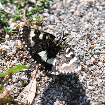 Apina callisto (Pasture Day Moth) at Holt, ACT - 28 Apr 2020 by Untidy