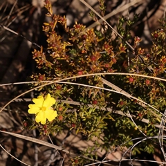 Hibbertia calycina (Lesser Guinea-flower) at Bruce, ACT - 27 Jul 2024 by ConBoekel