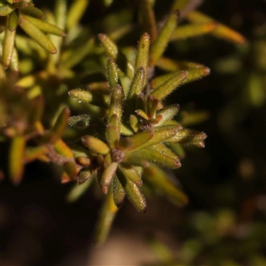 Hibbertia calycina at Bruce, ACT - 27 Jul 2024