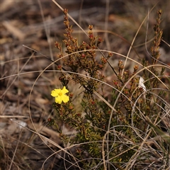 Hibbertia calycina at Bruce, ACT - 27 Jul 2024