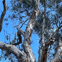 Callocephalon fimbriatum (Gang-gang Cockatoo) at Cook, ACT - 3 Oct 2024 by debracupitt