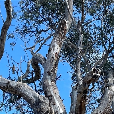 Callocephalon fimbriatum (Gang-gang Cockatoo) at Cook, ACT - 2 Oct 2024 by debracupitt