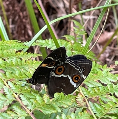 Tisiphone abeona (Varied Sword-grass Brown) at Dunbogan, NSW - 21 Oct 2024 by Nette