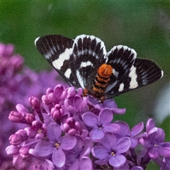 Phalaenoides glycinae at Higgins, ACT - 11 Oct 2020