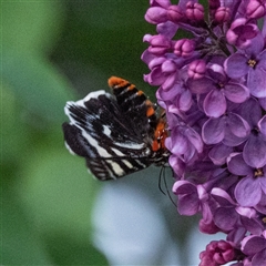 Phalaenoides glycinae at Higgins, ACT - 11 Oct 2020