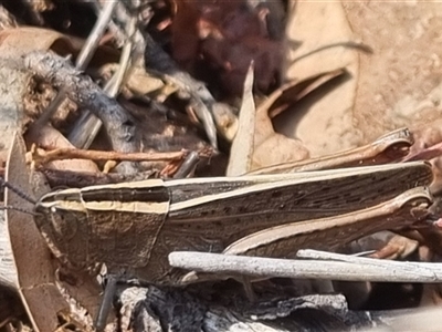 Apotropis tricarinata (Eastern striped grasshopper) at Bungendore, NSW - 20 Oct 2024 by clarehoneydove