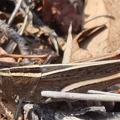 Apotropis tricarinata (Eastern striped grasshopper) at Bungendore, NSW - 20 Oct 2024 by clarehoneydove