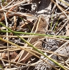 Apotropis tricarinata at Bungendore, NSW - 20 Oct 2024