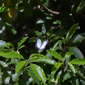 Delias harpalyce at Acton, ACT - 9 Oct 2024 01:22 PM