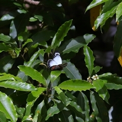 Delias harpalyce at Acton, ACT - 9 Oct 2024 01:22 PM