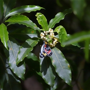 Delias harpalyce at Acton, ACT - 9 Oct 2024 01:22 PM