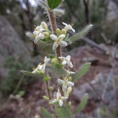 Pimelea venosa (Bolivia Hill Rice-flower) at Bolivia, NSW - 5 Sep 2015 by MichaelBedingfield