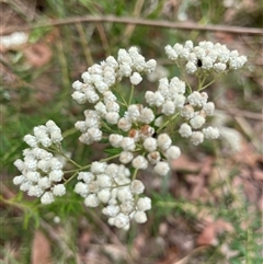 Ozothamnus diosmifolius at Dunbogan, NSW - 21 Oct 2024 by Nette