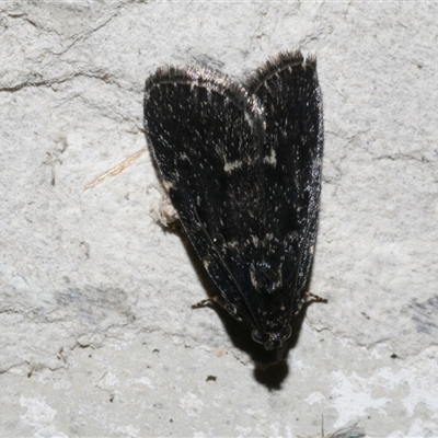 Stericta carbonalis (Charcoal Pyralid) at Freshwater Creek, VIC - 19 Nov 2020 by WendyEM