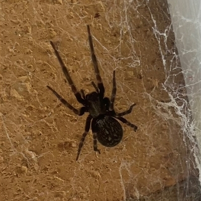 Badumna insignis (Black House Spider) at Garran, ACT - 20 Oct 2024 by Medha