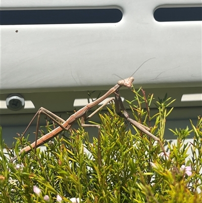 Archimantis sp. (genus) at Garran, ACT - 21 Oct 2024 by Medha