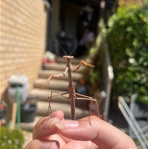 Tenodera australasiae at Garran, ACT - 21 Oct 2024