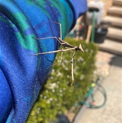 Tenodera australasiae at Garran, ACT - 21 Oct 2024