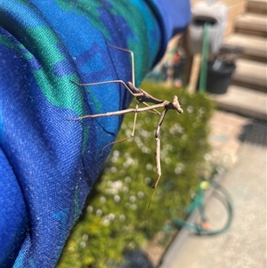 Tenodera australasiae at Garran, ACT - 21 Oct 2024 01:31 PM