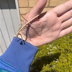 Tenodera australasiae at Garran, ACT - 21 Oct 2024