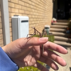 Tenodera australasiae at Garran, ACT - 21 Oct 2024