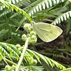 Pieris rapae (Cabbage White) at Dunbogan, NSW - 21 Oct 2024 by Nette