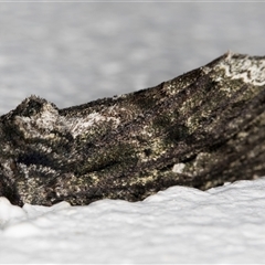 Neola semiaurata (Wattle Notodontid Moth) at Melba, ACT - 19 Oct 2024 by kasiaaus