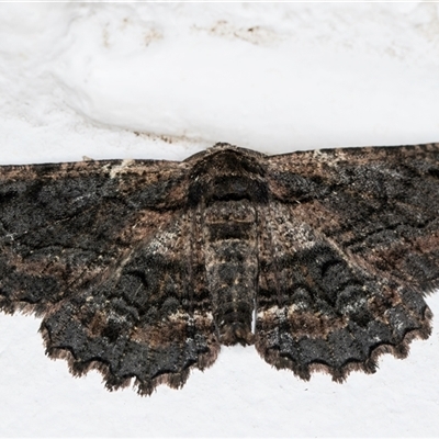 Pholodes sinistraria (Sinister or Frilled Bark Moth) at Melba, ACT - 20 Oct 2024 by kasiaaus