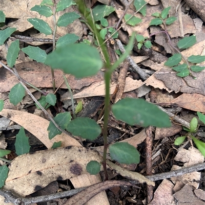 Lobelia purpurascens (White Root) at Tullymorgan, NSW - 17 Oct 2024 by Tullymorgan1