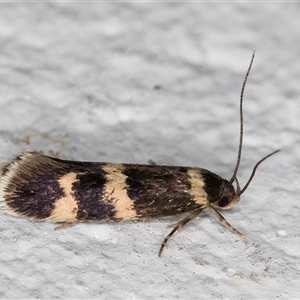 Macrobathra (genus) at Melba, ACT - 20 Oct 2024