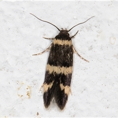 Macrobathra (genus) at Melba, ACT - 20 Oct 2024 12:46 AM