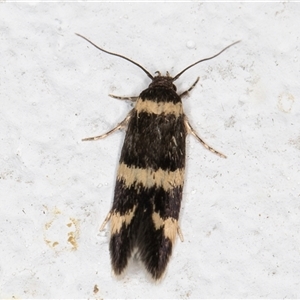 Macrobathra (genus) at Melba, ACT - 20 Oct 2024 12:46 AM