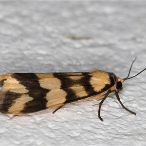 Termessa gratiosa at Melba, ACT - 20 Oct 2024 12:48 AM