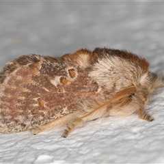 Pseudanapaea (genus) (A cup moth) at Melba, ACT - 19 Oct 2024 by kasiaaus